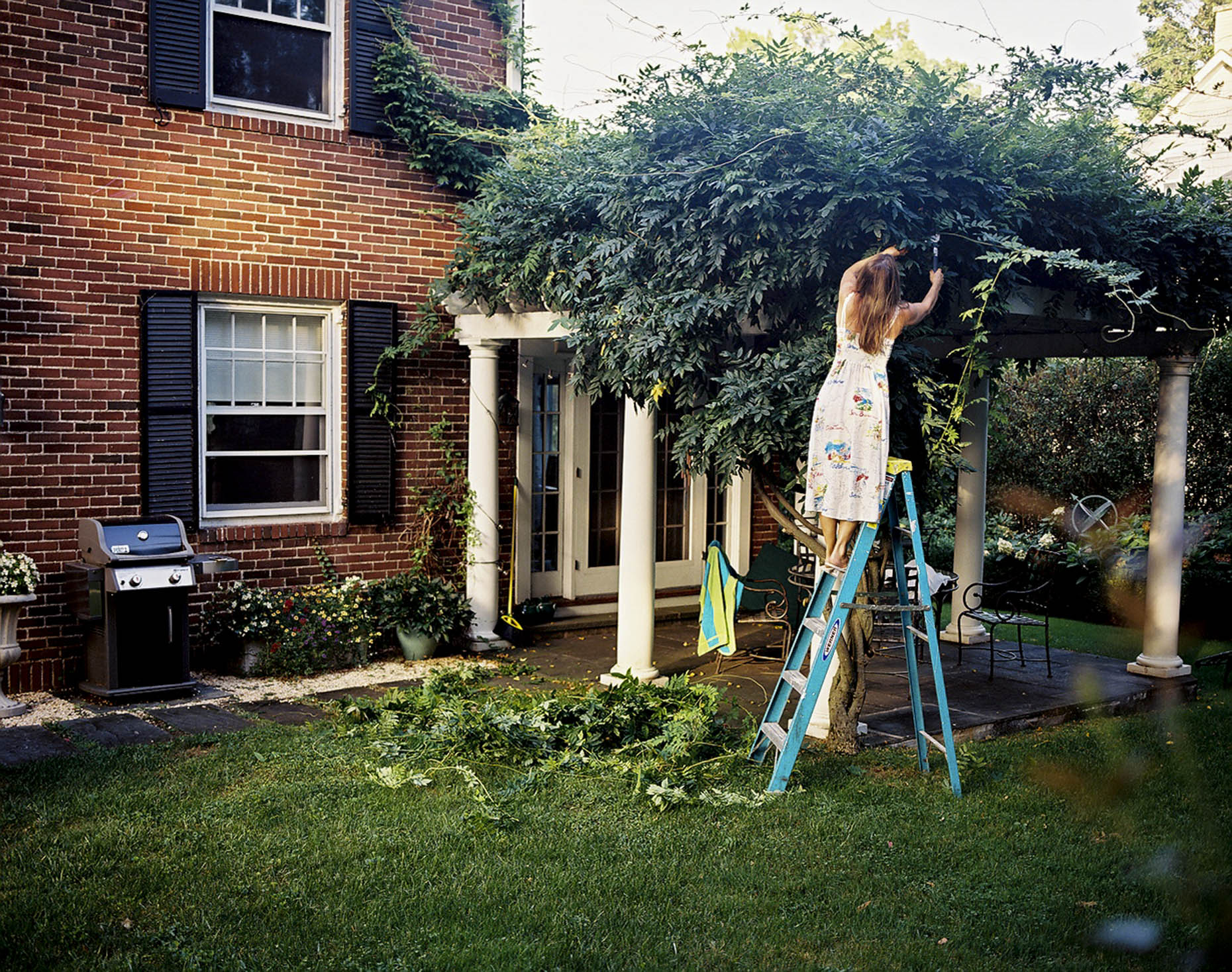 Trimming the Wisteria