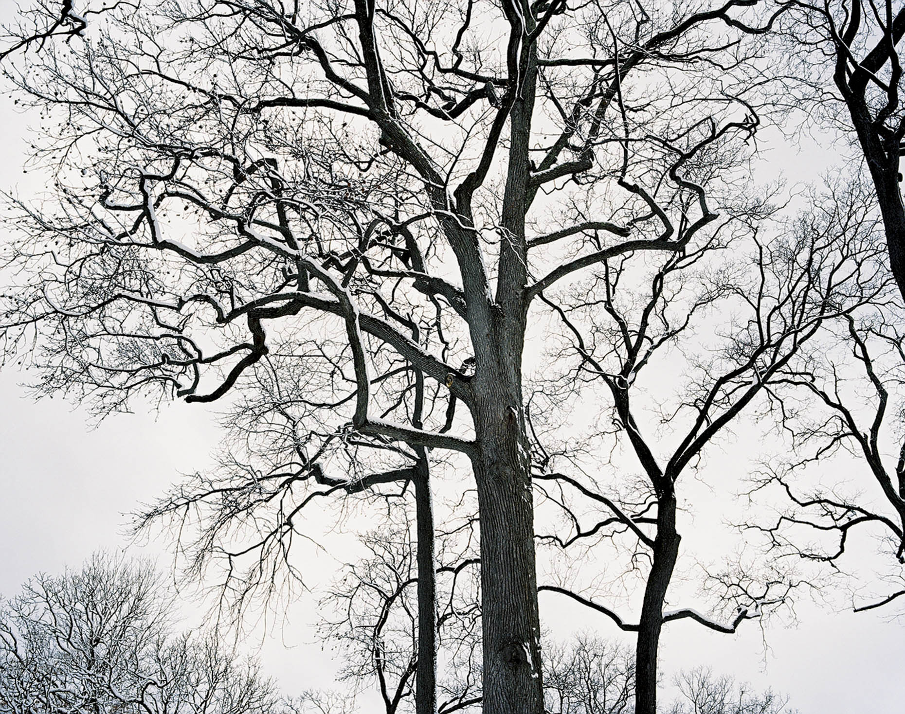 Winter Branches