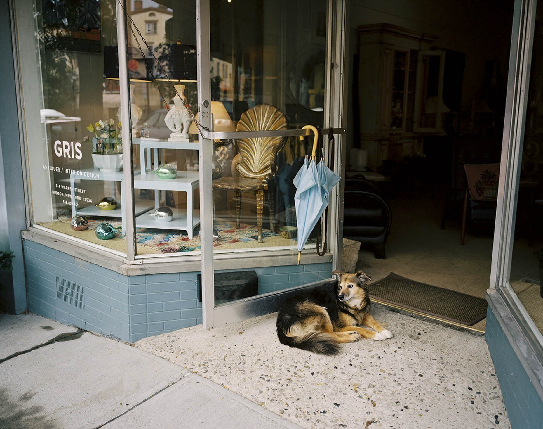 Dog with Blue Umbrella