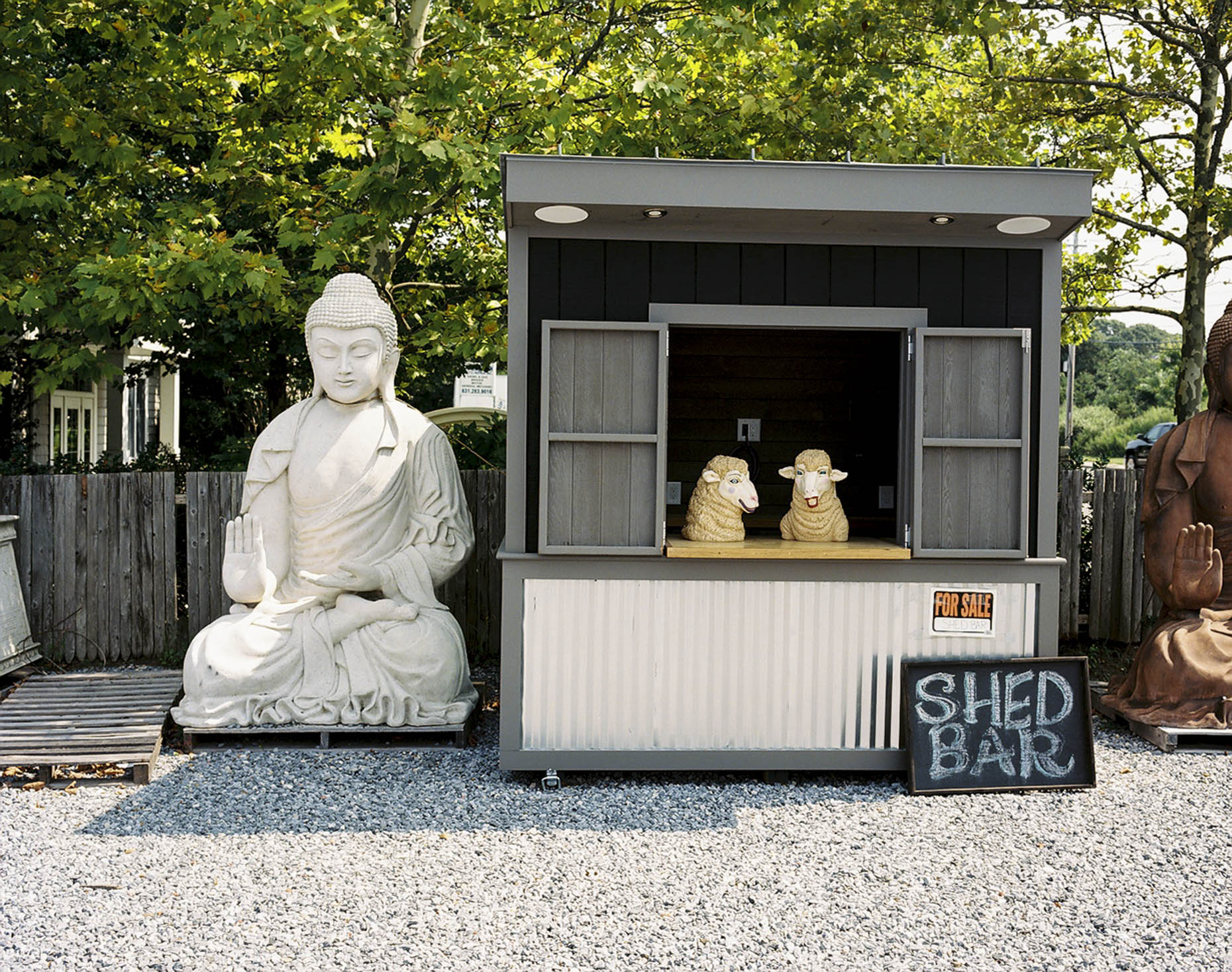 Buddha and Lambs