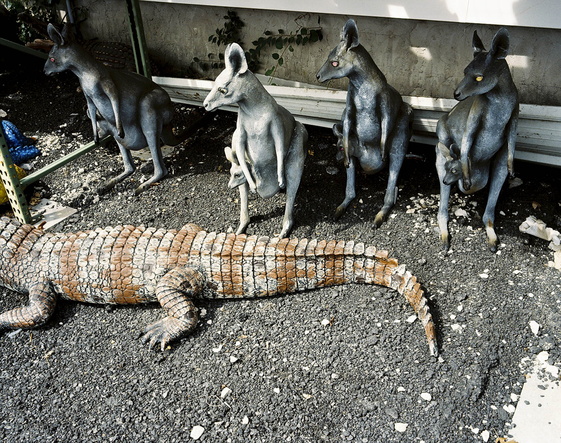 Kangaroos and Aligator