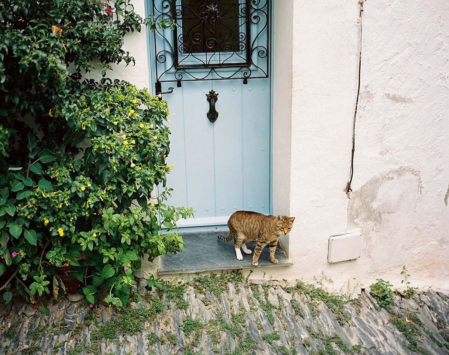 85_Cat-with-blue-door