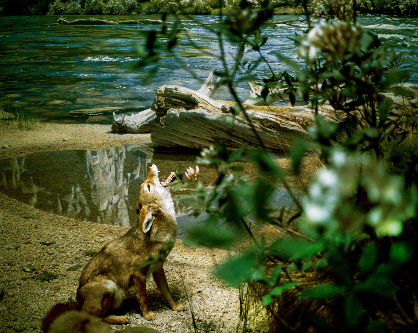 2_call-of-the-wild